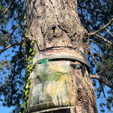 Abattage d&#039;un pin sec pour un particulier à Chaleins