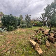 Intervention en urgence : abattage d&#039;un acacia fendu par le vent à Lucenay