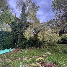 Intervention en urgence : abattage d&#039;un acacia fendu par le vent à Lucenay