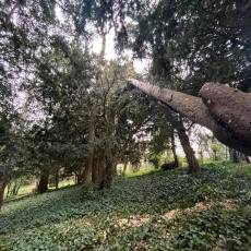Intervention en urgence : suppression d&#039;un arbre déraciné suite à une tempête à Lacenas