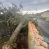 Intervention en urgence : chute d&#039;un érable suite à un orage à Vaux-en-Beaujolais