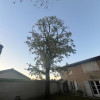 Réduction d&#039;un chêne chez un particulier à Saint-Didier-sur-Chalaronne