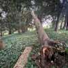Intervention en urgence : suppression d&#039;un arbre déraciné suite à une tempête à Lacenas